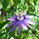 Pretty sure this flower is from an alien planet